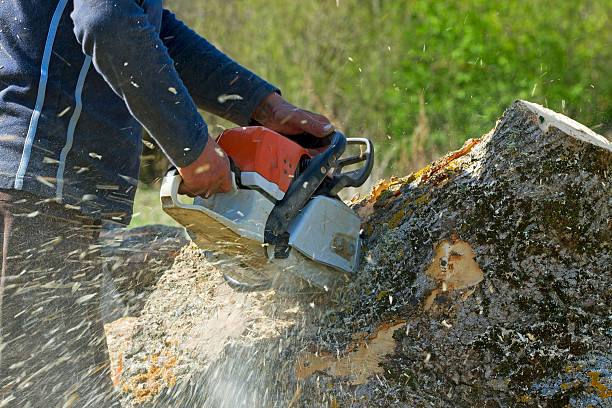 Best Dead Tree Removal  in San Luis Obispo, CA